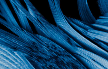blue and black rooster feathers. background or texture