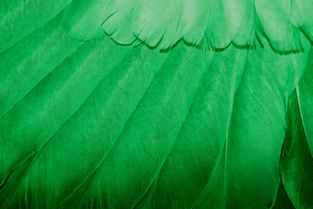 green feather pigeon macro photo. texture or backgroundの写真素材