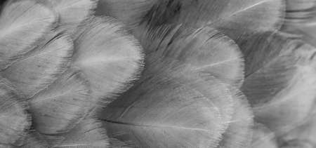 macro photo of gray hen feathers. background or texturaの写真素材