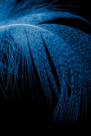blue duck feather on black isolated backgroundの写真素材