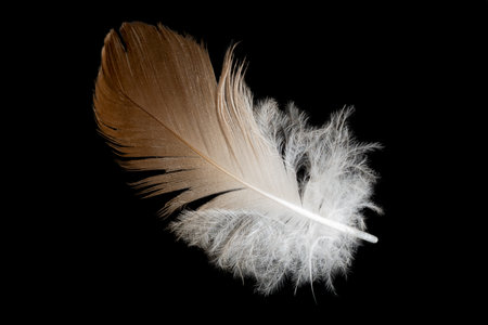 brown feathers of a hen on a black backgroundの写真素材