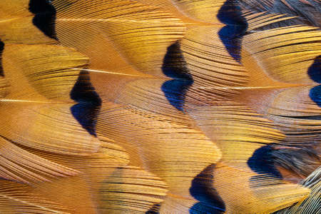 colored pheasant feathers with a visible texture. backgroundの写真素材