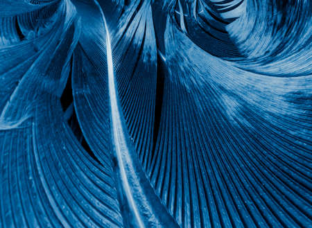 blue and black rooster feathers. background or textureの写真素材