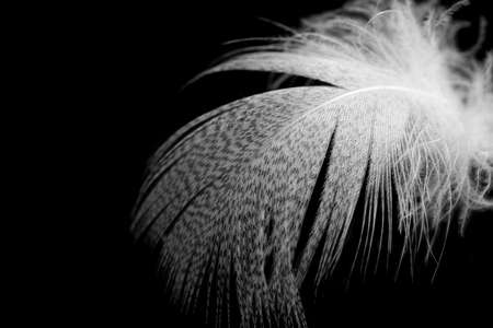 white duck feathers isolated on black backgroundの写真素材