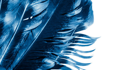 blue and black rooster feathers. background or textureの写真素材