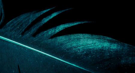 blue and black rooster feathers. background or textureの写真素材