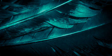 blue and black rooster feathers. background or textureの写真素材