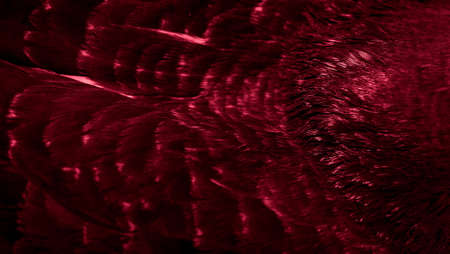red feather pigeon macro photo. texture or background