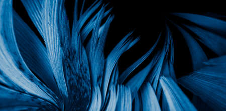 blue and black rooster feathers. background or textureの写真素材