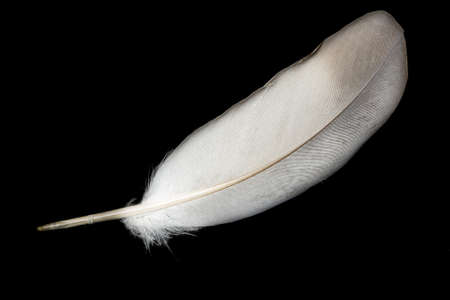 gray dove feather on black isolated backgroundの写真素材