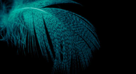 blue duck feather on black isolated backgroundの写真素材
