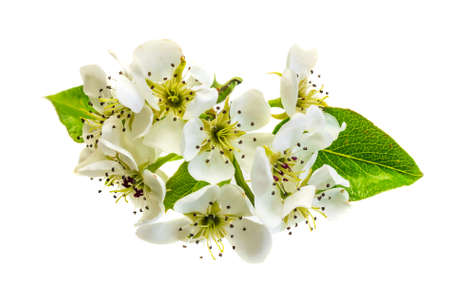 white apple flowers on a white isolated backgroundの写真素材