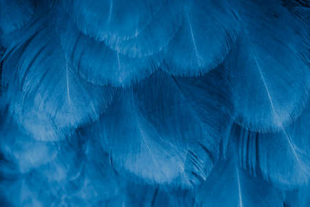 macro photo of violet hen feathers. background or texturaの写真素材
