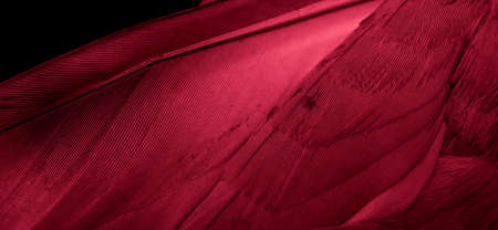 red feather pigeon macro photo. texture or backgroundの写真素材