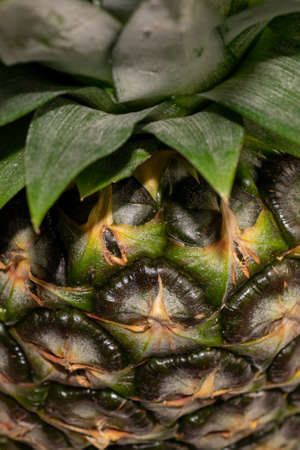 green pineapple peel with visible details. backgroundの写真素材