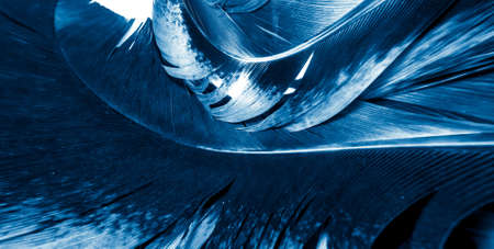 blue and black rooster feathers. background or textureの写真素材