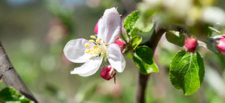 White apple flowers on a beautiful sunny dayの写真素材