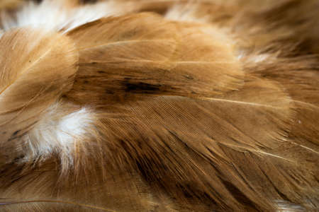 macro photo of brown hen feathers. background or texturaの写真素材