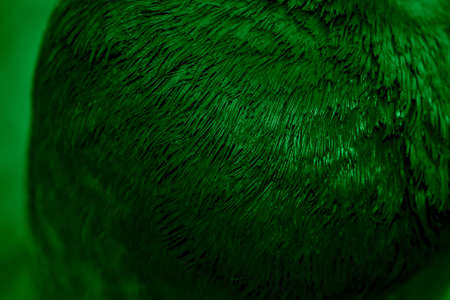 green feather pigeon macro photo. texture or backgroundの写真素材