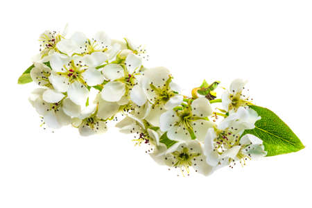 white apple flowers on a white isolated backgroundの写真素材