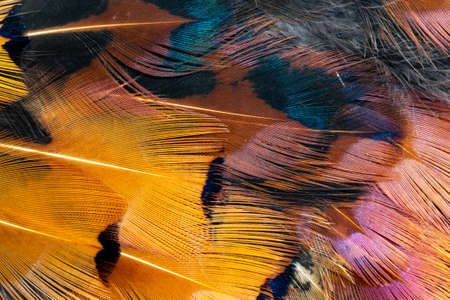 colored pheasant feathers with a visible texture. backgroundの写真素材