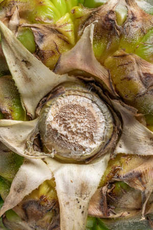 green pineapple peel with visible details. backgroundの写真素材