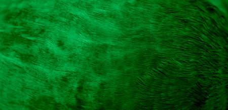 green feather pigeon macro photo. texture or backgroundの写真素材