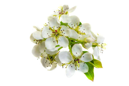 white apple flowers on a white isolated backgroundの写真素材