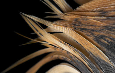 macro photo of brown hen feathers. background or texturaの写真素材