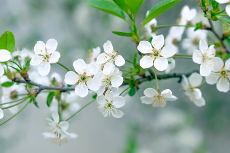 blooming white cherry blossoms with visible detailsの写真素材