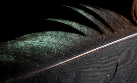 macro photo of brown hen feathers. background or texturaの写真素材