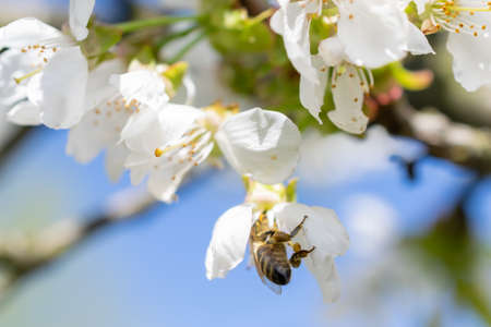 a bee pollinating white cherry blossoms against a blue sky backgroundの写真素材