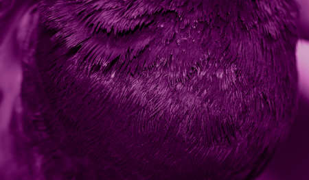 Violet feather pigeon macro photo. texture or backgroundの写真素材
