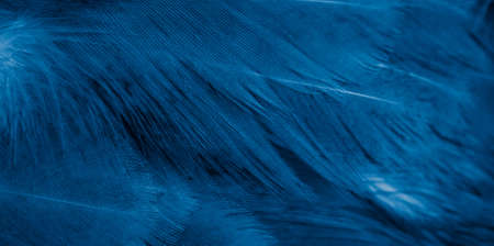 macro photo of violet hen feathers. background or texturaの写真素材