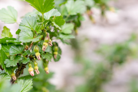 blooming green gooseberries with visible detailsの写真素材