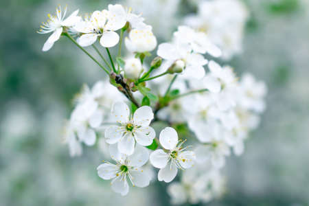 blooming white cherry blossoms with visible detailsの写真素材
