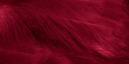 macro photo of red hen feathers. background or texturaの写真素材