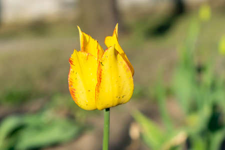 yellow and red tulip on a green backgroundの写真素材