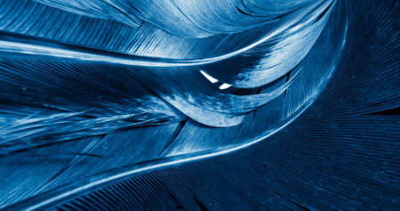 blue and black rooster feathers. background or textureの写真素材