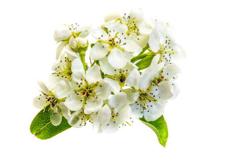 white apple flowers on a white isolated backgroundの写真素材