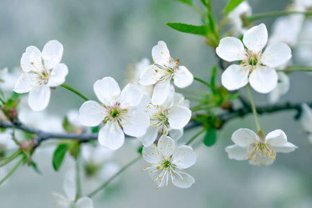 blooming white cherry blossoms with visible detailsの写真素材