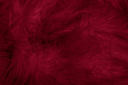 macro photo of red hen feathers. background or texturaの写真素材