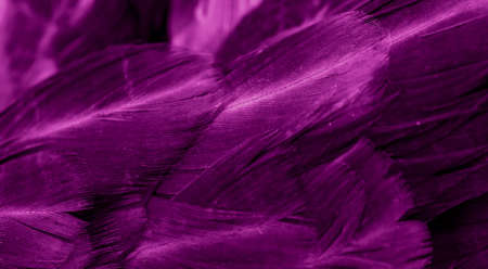 macro photo of violet hen feathers. background or texturaの写真素材