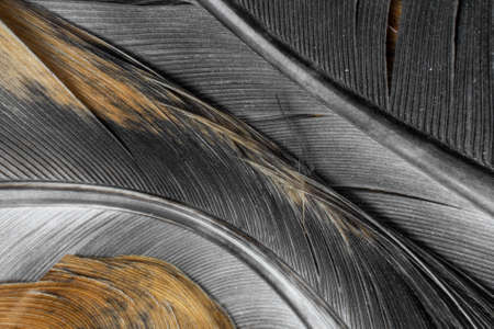 macro photo of brown hen feathers. background or texturaの写真素材