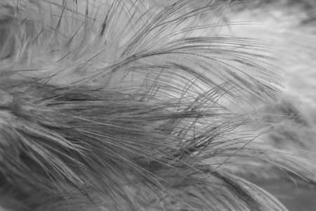 macro photo of gray hen feathers. background or texturaの写真素材
