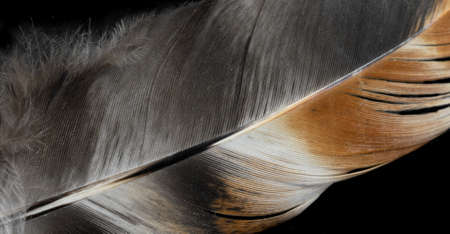 macro photo of brown hen feathers. background or texturaの写真素材