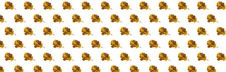 yellow and brown oak leaf on a white backgroundの写真素材