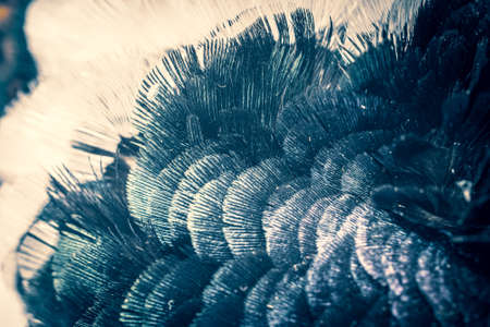 colored pheasant feathers with a visible texture. backgroundの写真素材