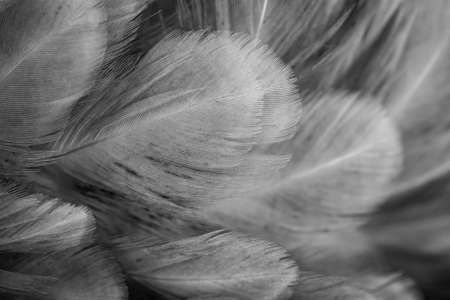 macro photo of gray hen feathers. background or texturaの写真素材
