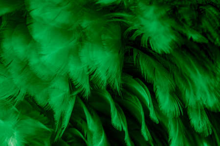 macro photo of green hen feathers. background or texturaの写真素材